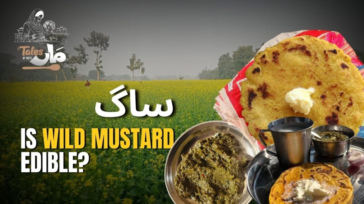 Is this Weed EDIBLE?! Mom-Style Wild Mustard (Saag) | Pakistan’s Winter Favorite Moms Special!