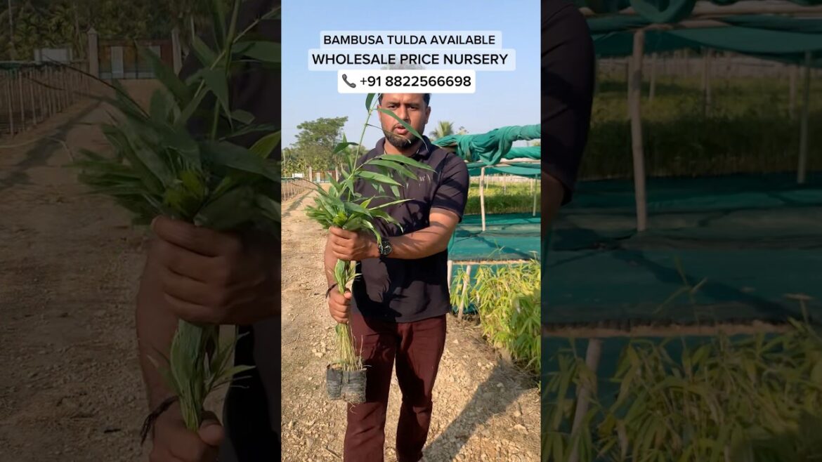 BAMBUSA TULDAPLANTS AVAILABLE WHOLESALE PRICE AT WHOLESALE NURSERY | #bamboo  #bambusatulda
