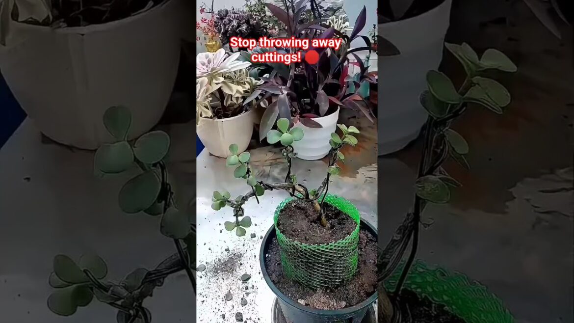 The Secret to Endless Greens! 🌱|Unique Succulent Bonsai Hack: Master the Art of Grafting! 🌱✨