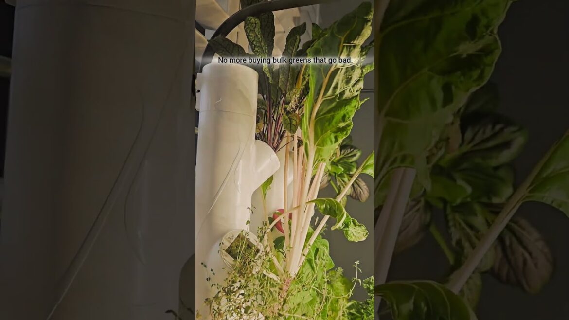 π₯¬ Grow Only What You Eat β Indoor Gardening for Beginners π₯¬ Grow Only What You Eat β Indoor Gardening for Beginners