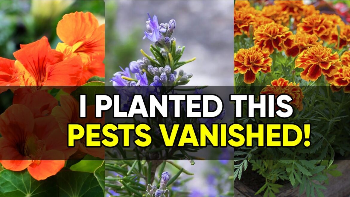 10 Powerful Companion Plants for Natural Pest Control!