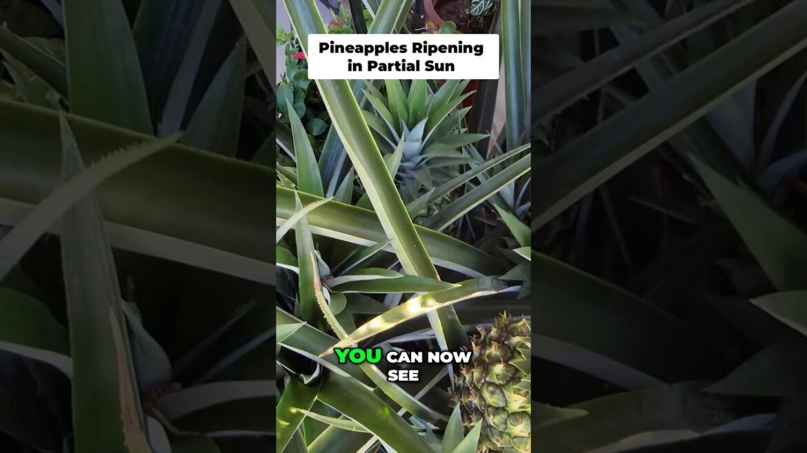 Don't Harvest Too Early! Pineapple Ripening Stages