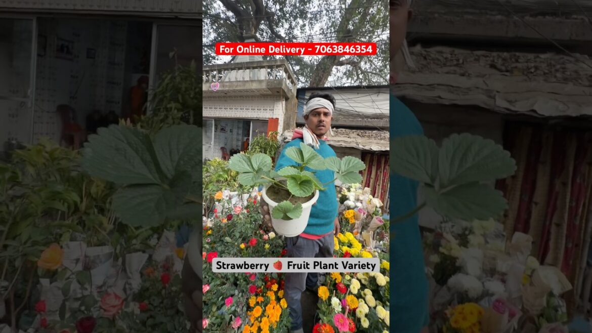 Grow Your OWN Strawberries! 🍓😱 Hybrid Variety at Galiff ₹100 #shorts