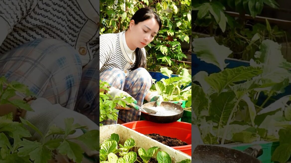 The Secret Soil Mix Every Gardener Should Know! #tips #gardening