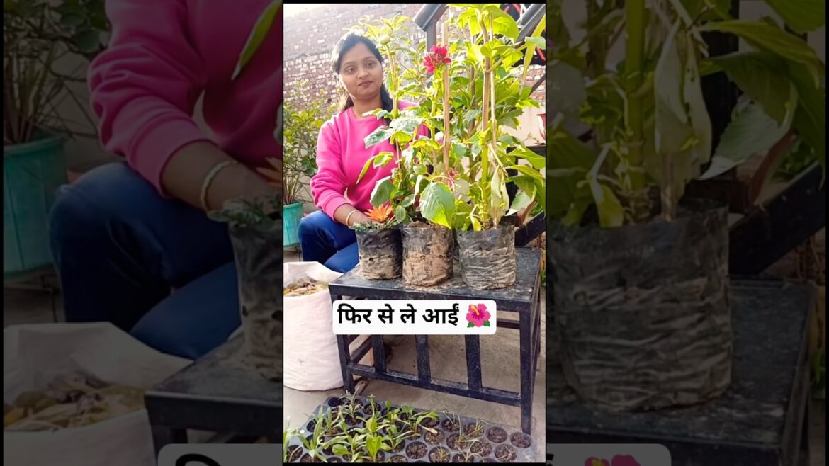 फिर से ले आईं। #gardeningtips #lovegardening #youtubeshorts @Sunitakichengardening