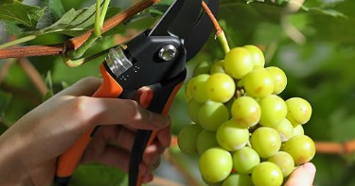 Gardeners with stiff hands and arthritis praise ‘easy to squeeze’ secateurs Manchester Evening News