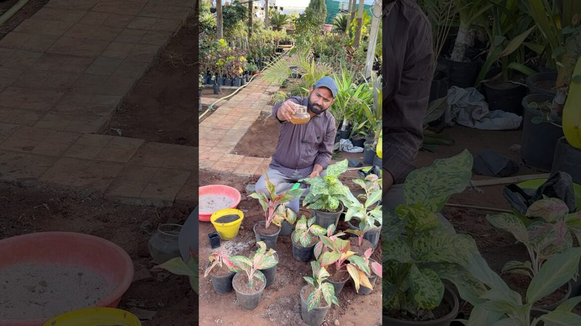 #aglonema #plants #care #tips #gardening #viral #comment #gardening #new #garden # #aglonema #plants #care #tips #gardening #viral #comment #gardening #new #garden #