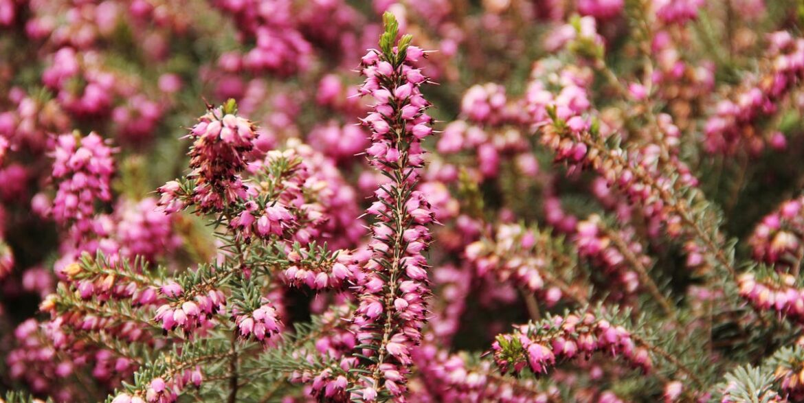 7 Plants That Will Reward You in Spring