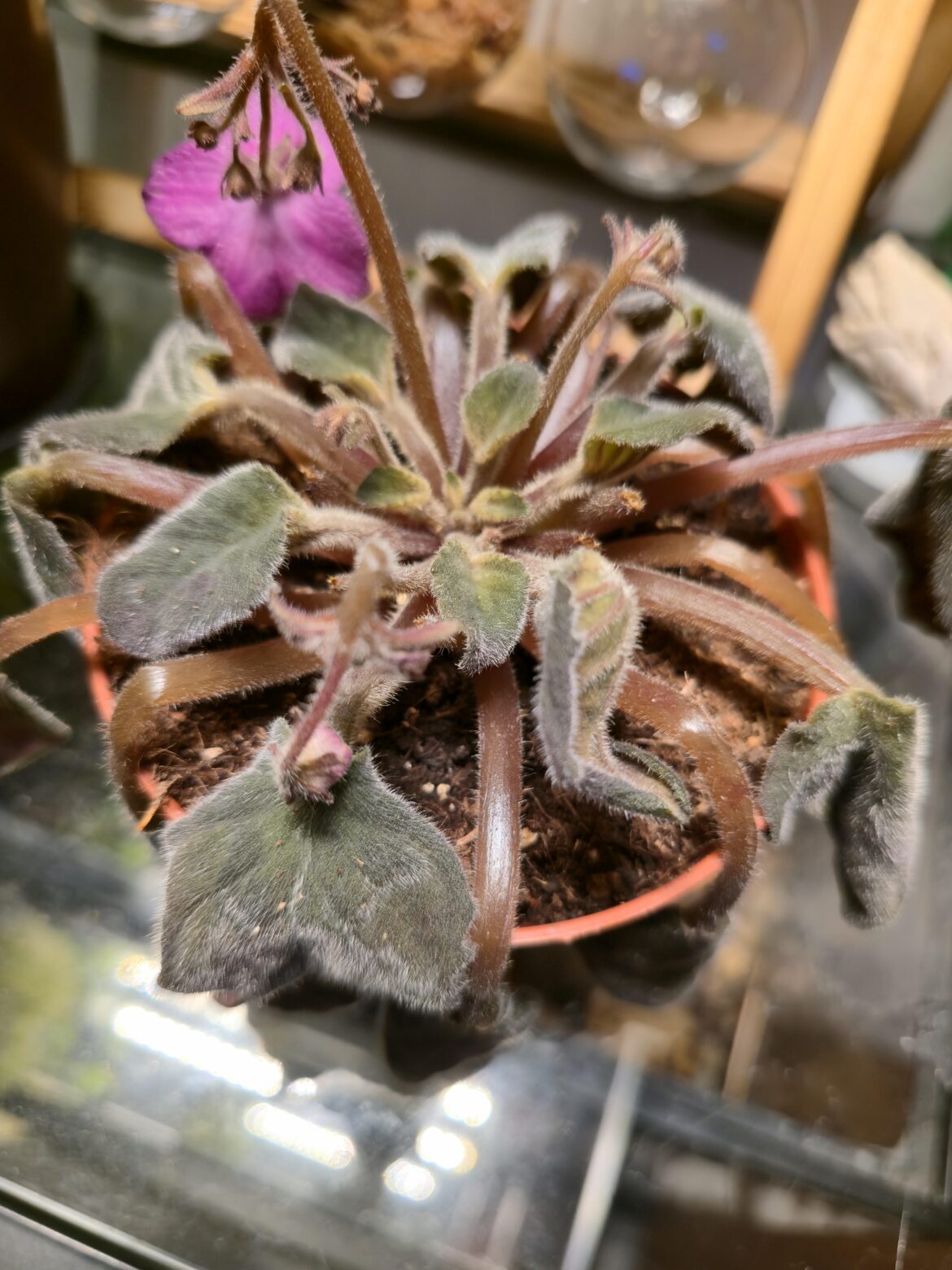 You guys think this is gonna make it?