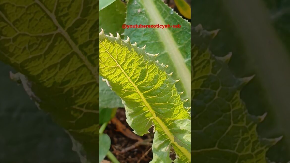#proposedveggie Wild mooli #radish#garden #rootvegetable#gardening #agriculture #nature#beauty