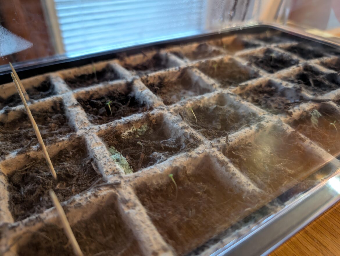 Mold in propagator, should I start over?