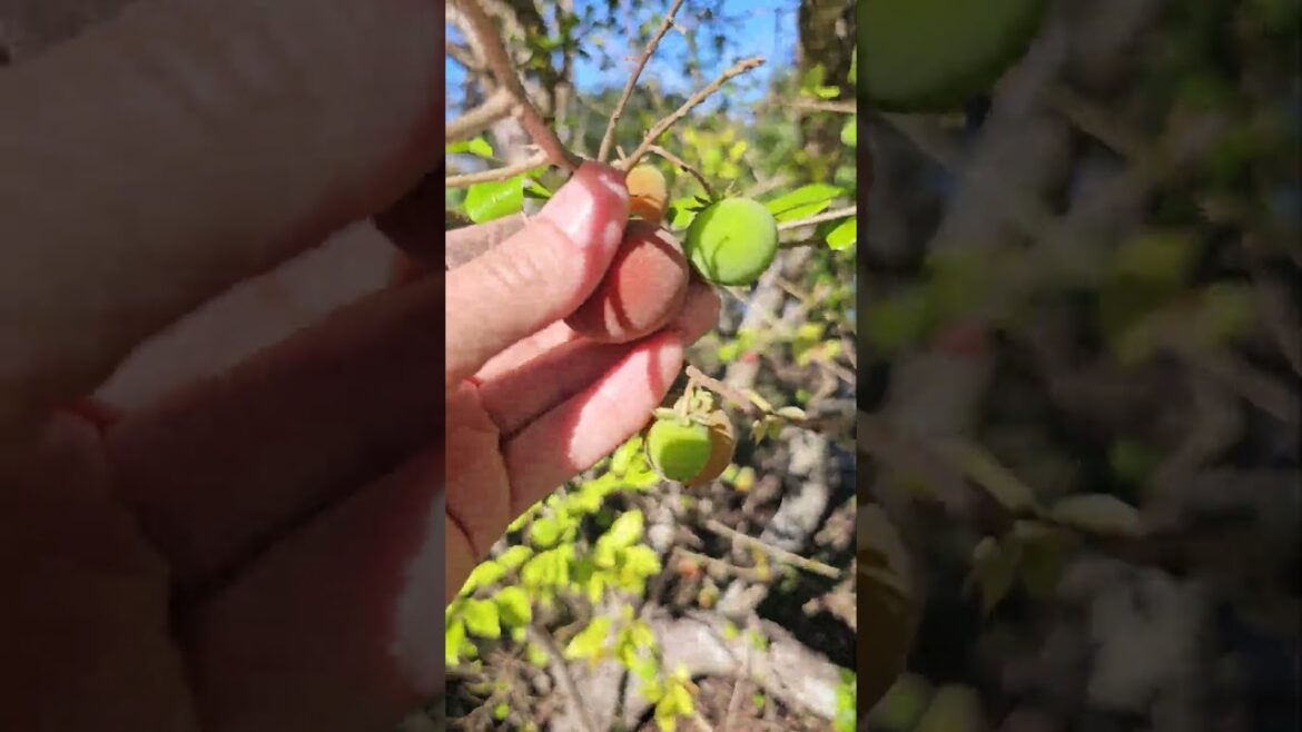 "Tropical Apricot" is a Lie! #BestGardenDreams