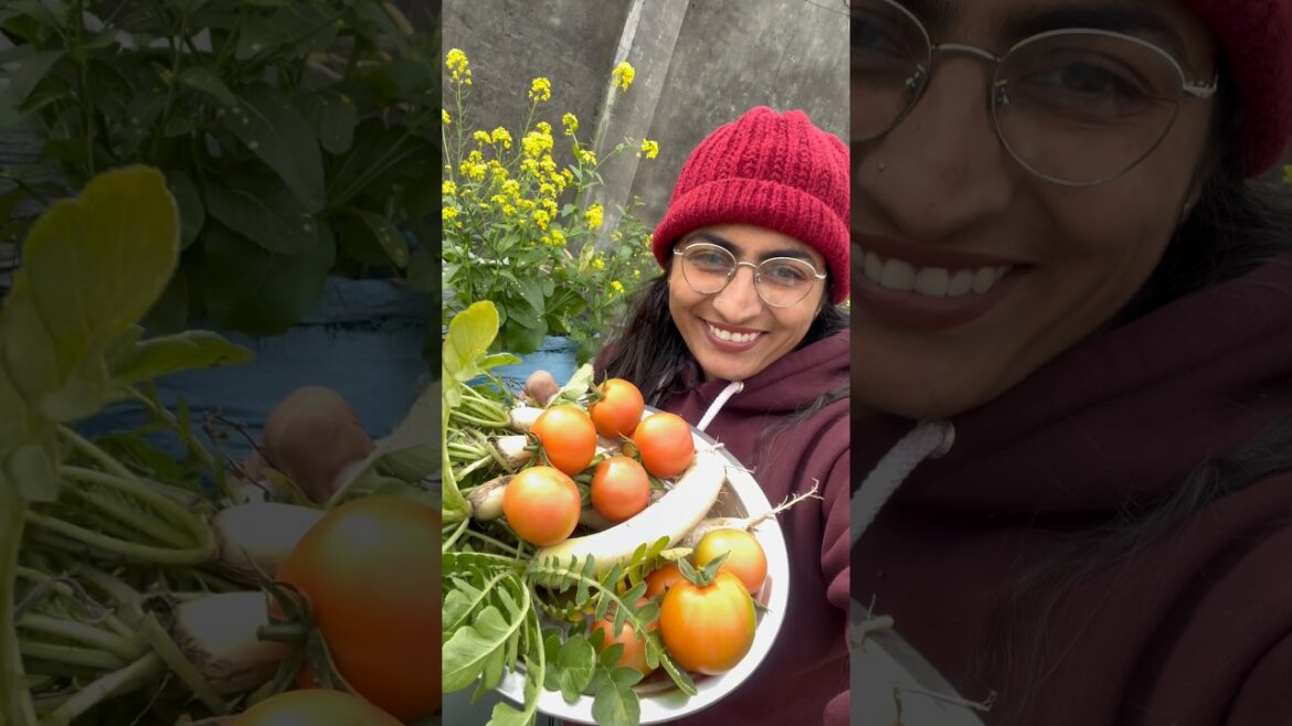 Tamatar bahut ne #tomato #harvest #reddish #harvesting #vegetables #shorts @OrganicGardening1918