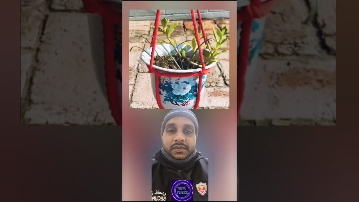 Garden Tips and Tricks | தெரிந்து கொள்ளலாம் வாங்க! | #hacks #facts #viral #secrethacks