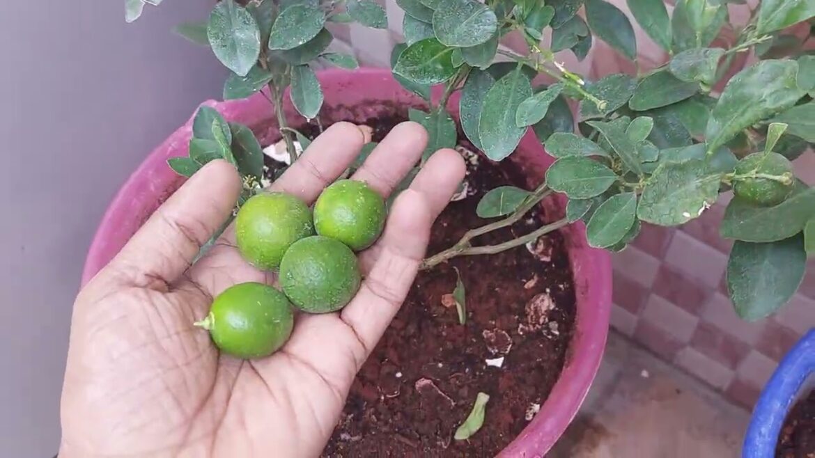 Kagzi Lime Home Harvest 🍋 | Grown in Balcony Plastic Buckets | Container Gardening Success