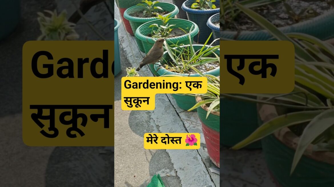 Beautiful Winter Flowers Blooming 🪴#shorts #gardening #nature