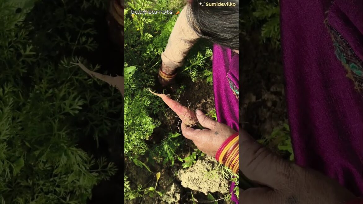 Harvesting roots nd tubers has become my thing #happygardening #garden #gardentips #carrots #shorts
