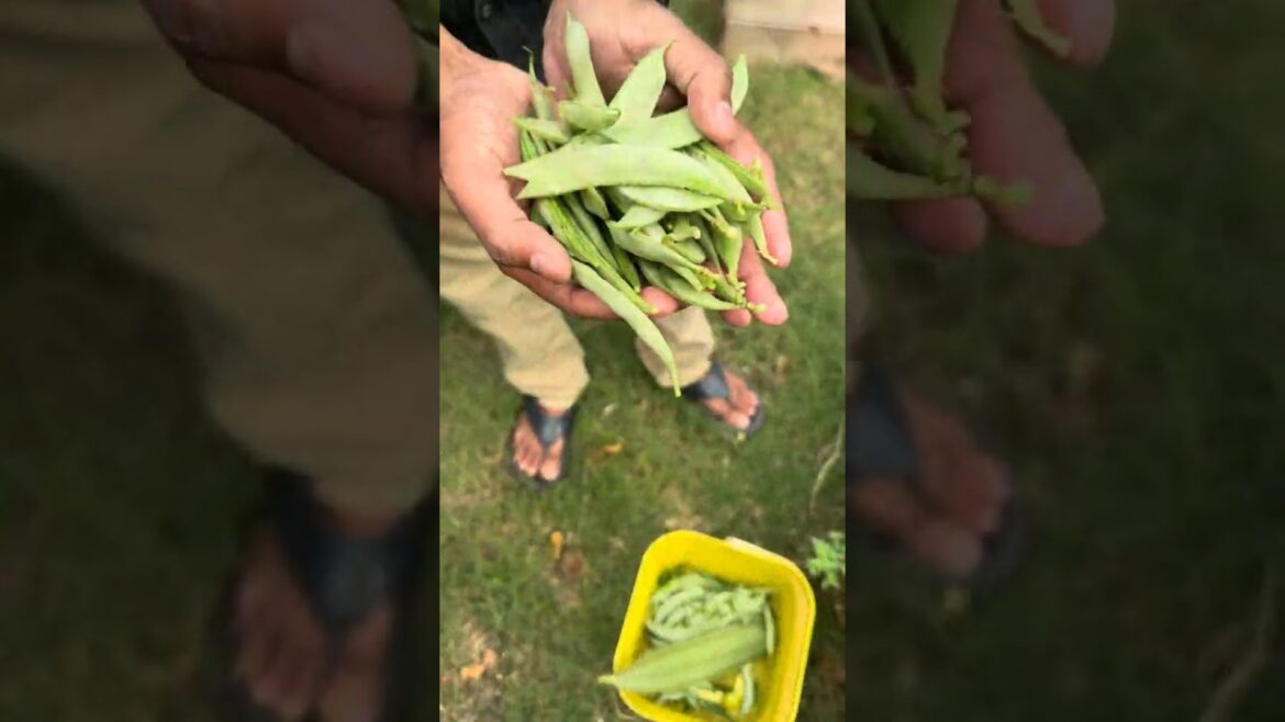 Backyard Garden Harvest Surprise!