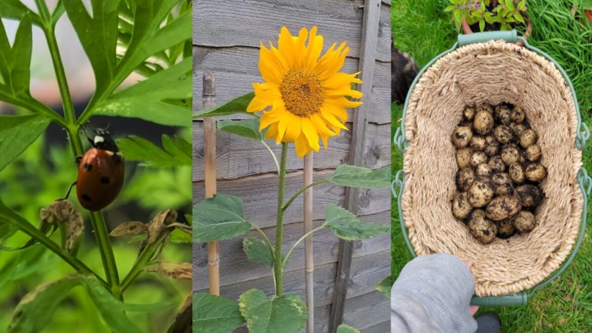 My Garden Plans/Goals 2026