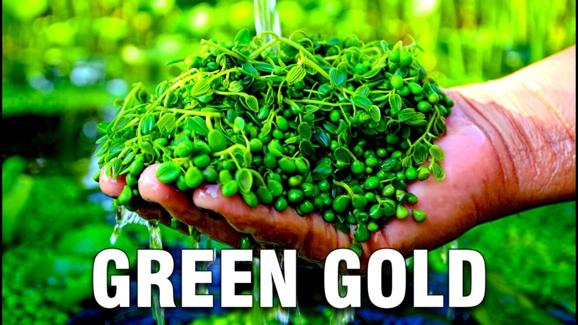 This Plant Has More Protein Than Lentils | Yet No One Farms It