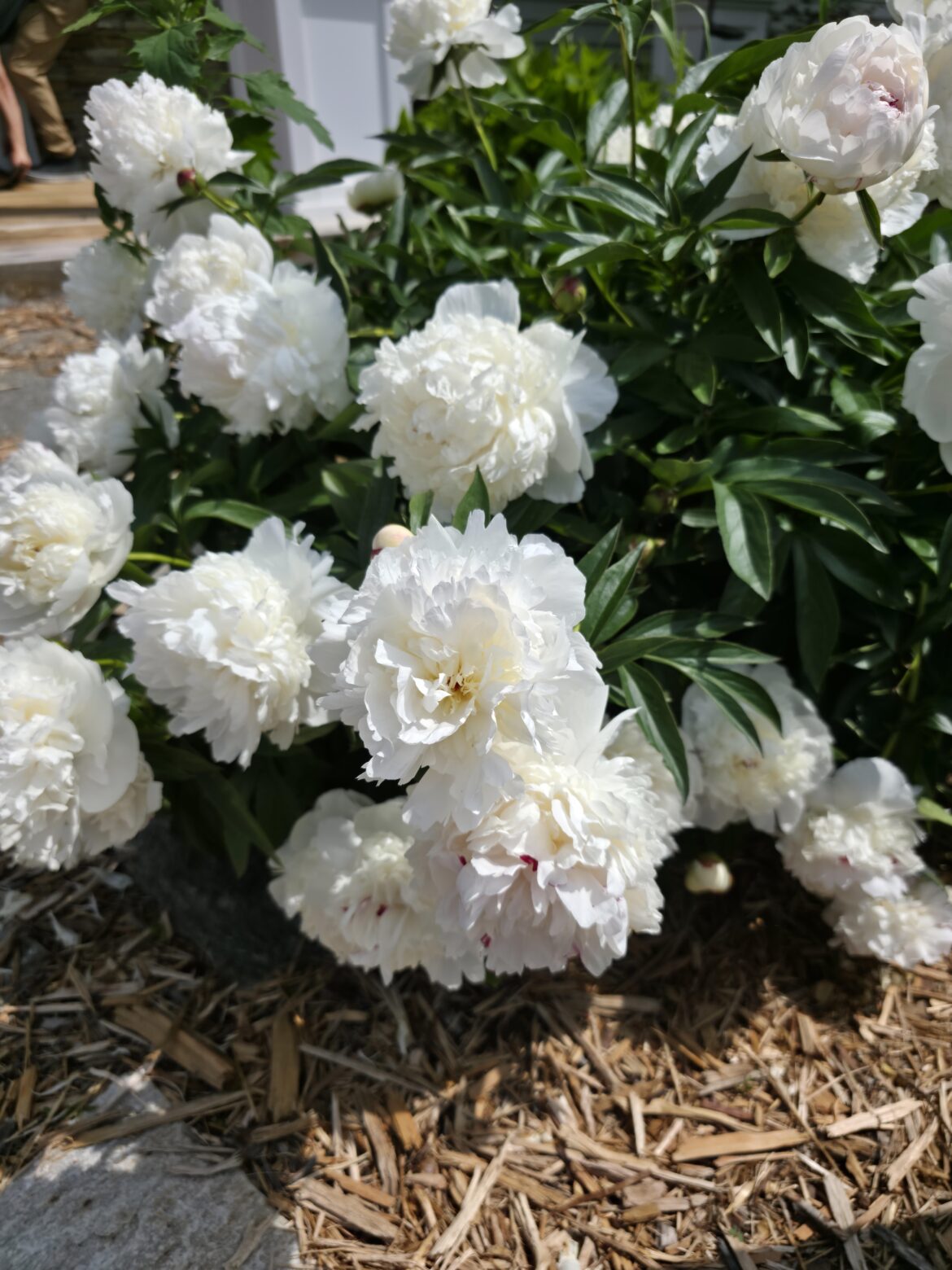 Angelic white Peonies