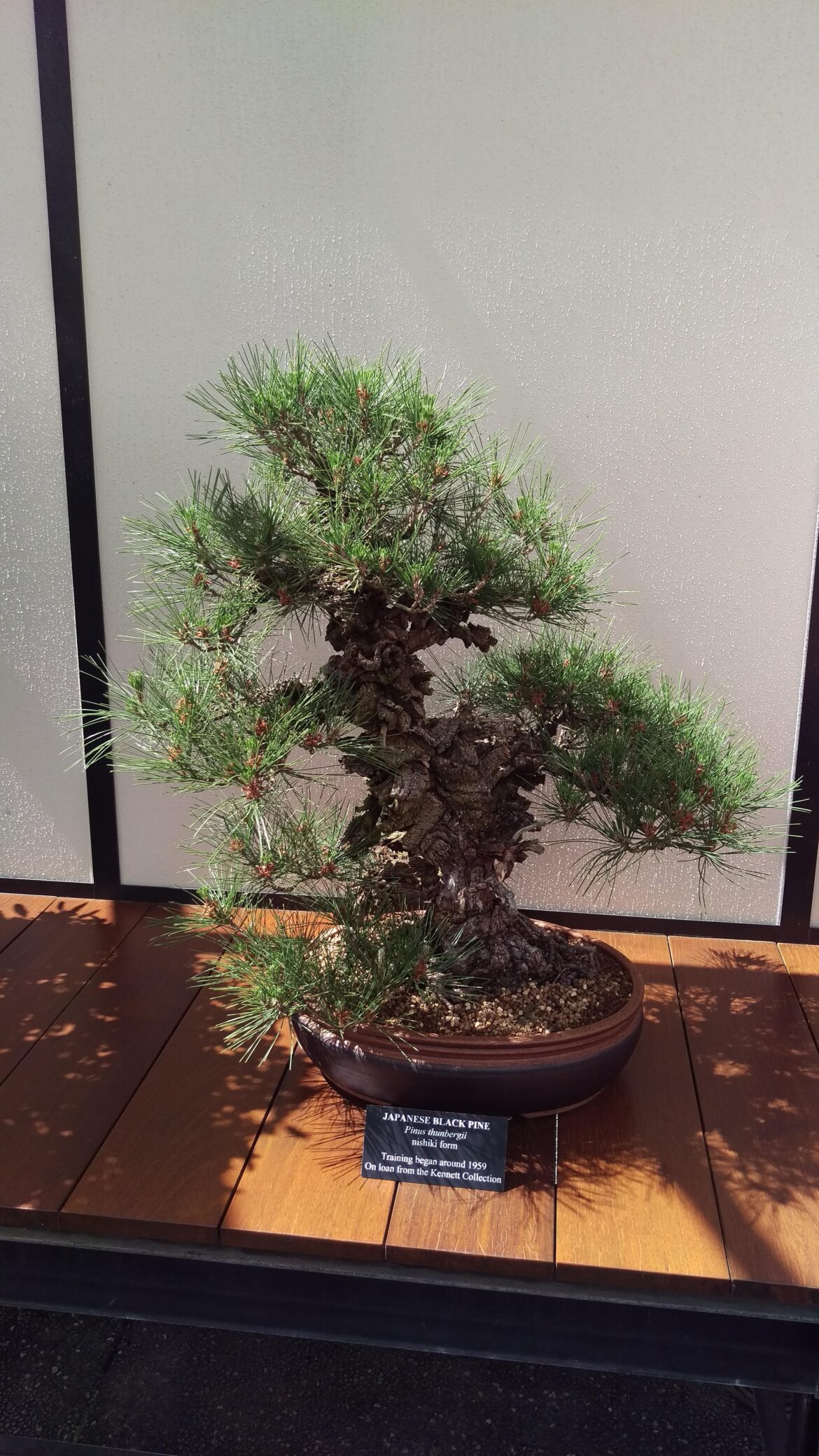 Japanese Black Pine
