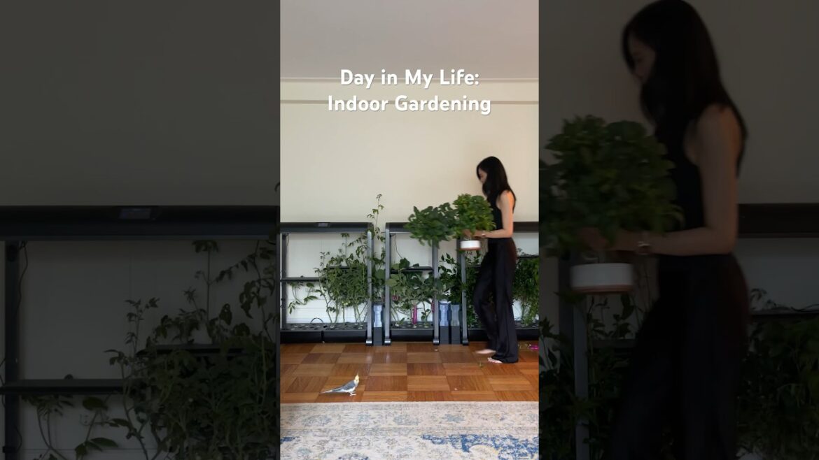 Day In the Life: Indoor Gardening in NYC 🌶️ #hydroponics #growyourownpeppers #aerogarden