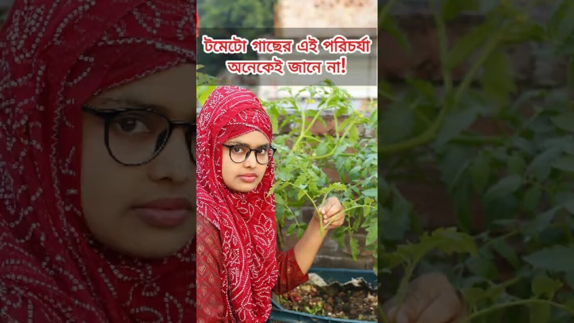 এই পরির্চযা করলে টমেটো বেশি ধরবে এবং দ্রুত বড় হবে। #gardening #farming #tomato এই পরির্চযা করলে টমেটো বেশি ধরবে এবং দ্রুত বড় হবে। #gardening #farming #tomato