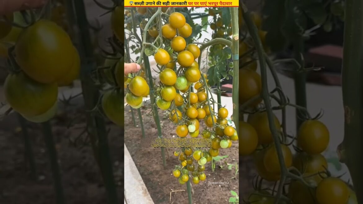 😲Simple rules for growing tomatoes peppers and eggplants #ytshorts #farming #shorts