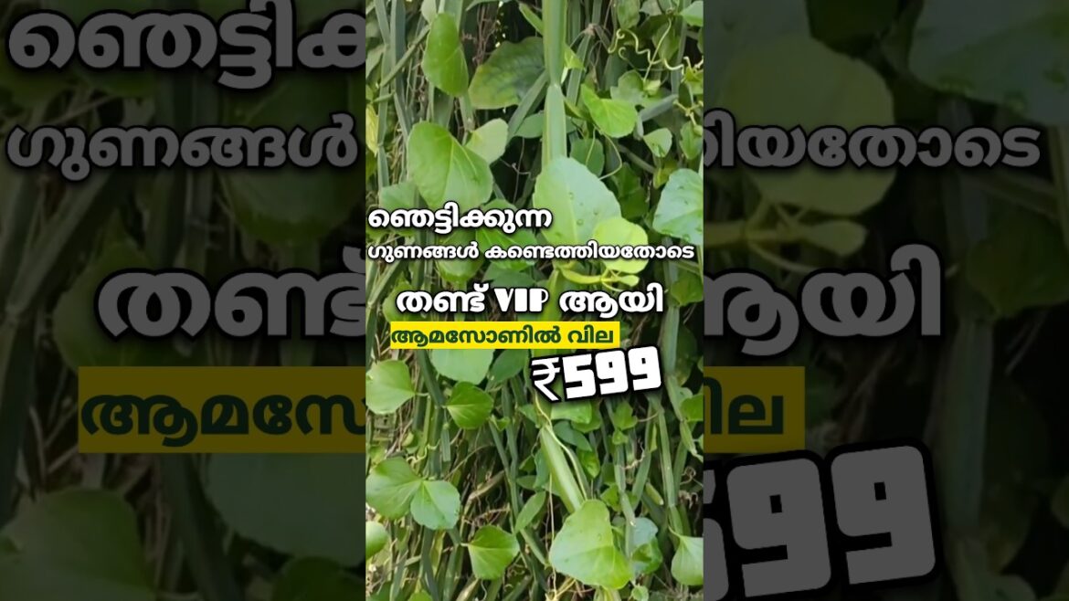 ആമസോണിൽ വില കയറിയ ഒരു ചെടി #farming #plants #gardening #tips #krishi