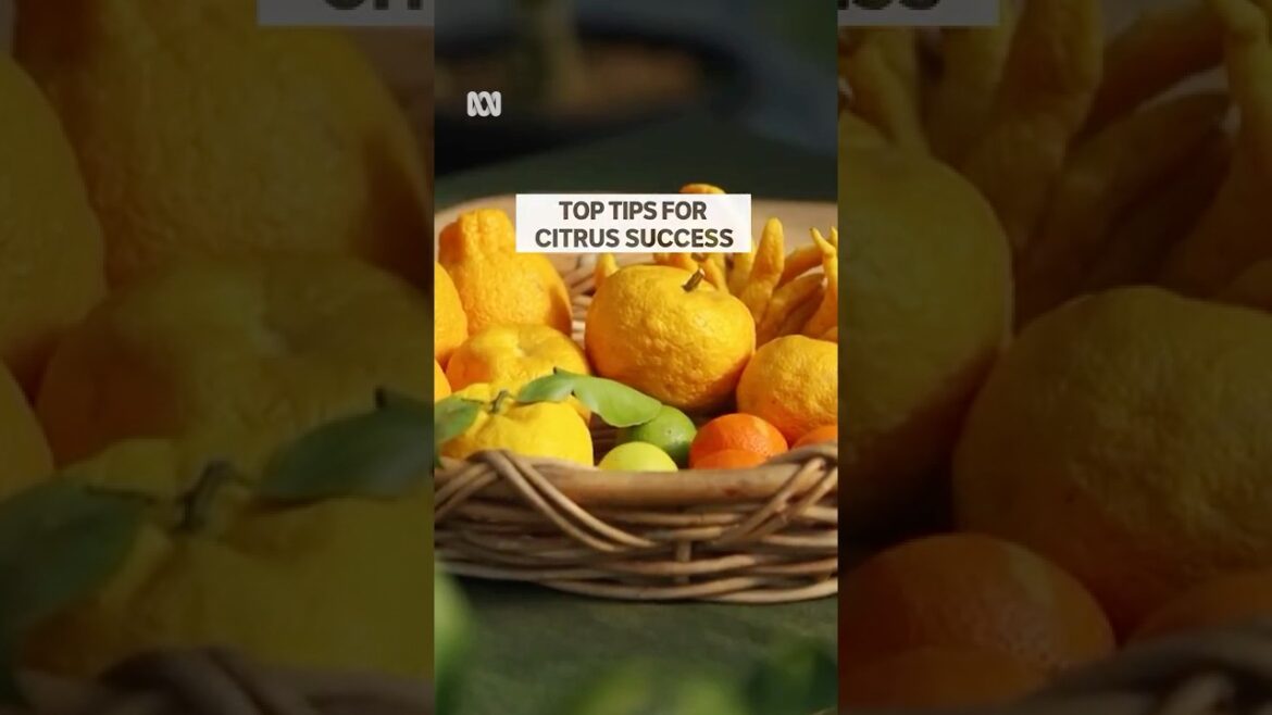 Top Tips for Citrus Success! | Gardening Australia