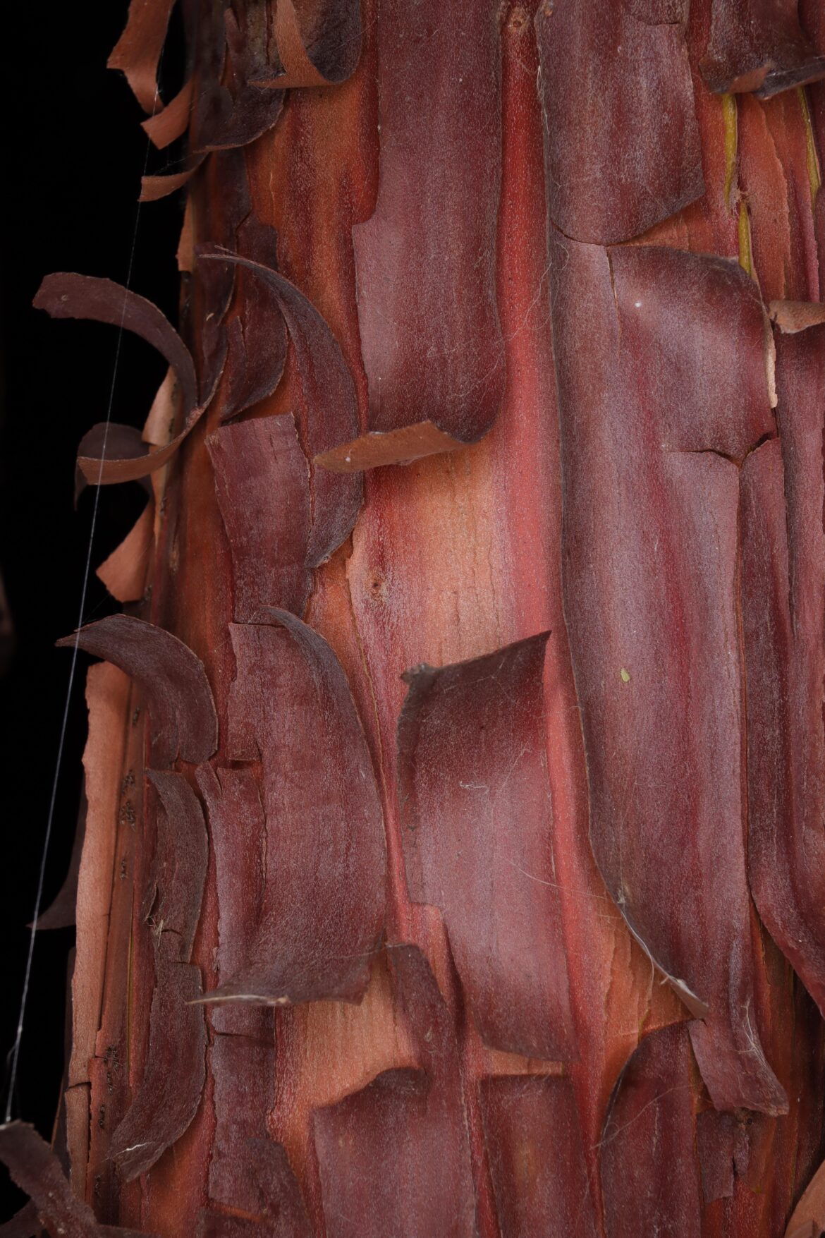 Arbutus unedo bark