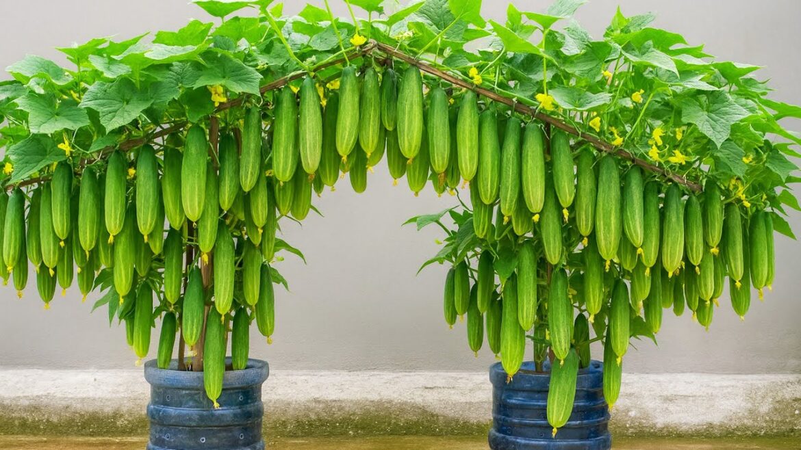 Grow Tons of Cucumbers Without a Garden – My Secret Method! Grow Tons of Cucumbers Without a Garden – My Secret Method!