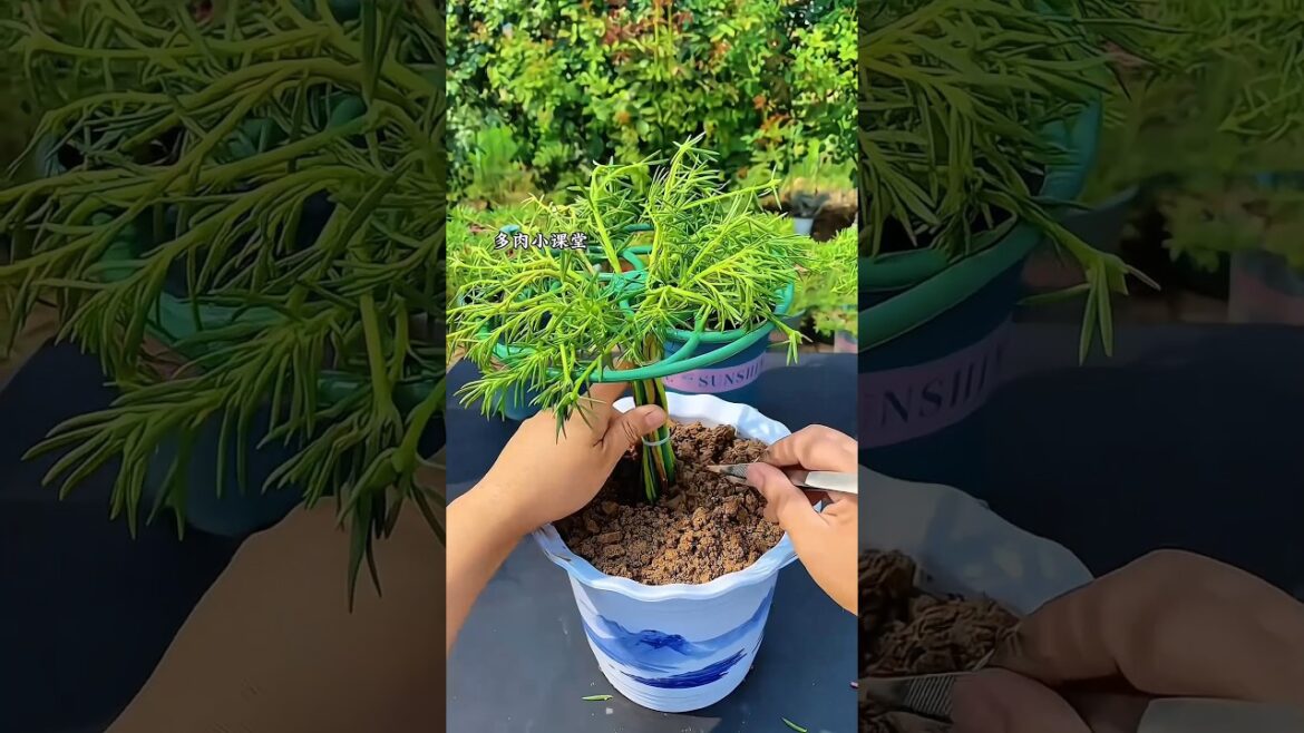 Gardeners Are Obsessed With This Portulaca Hack 😲