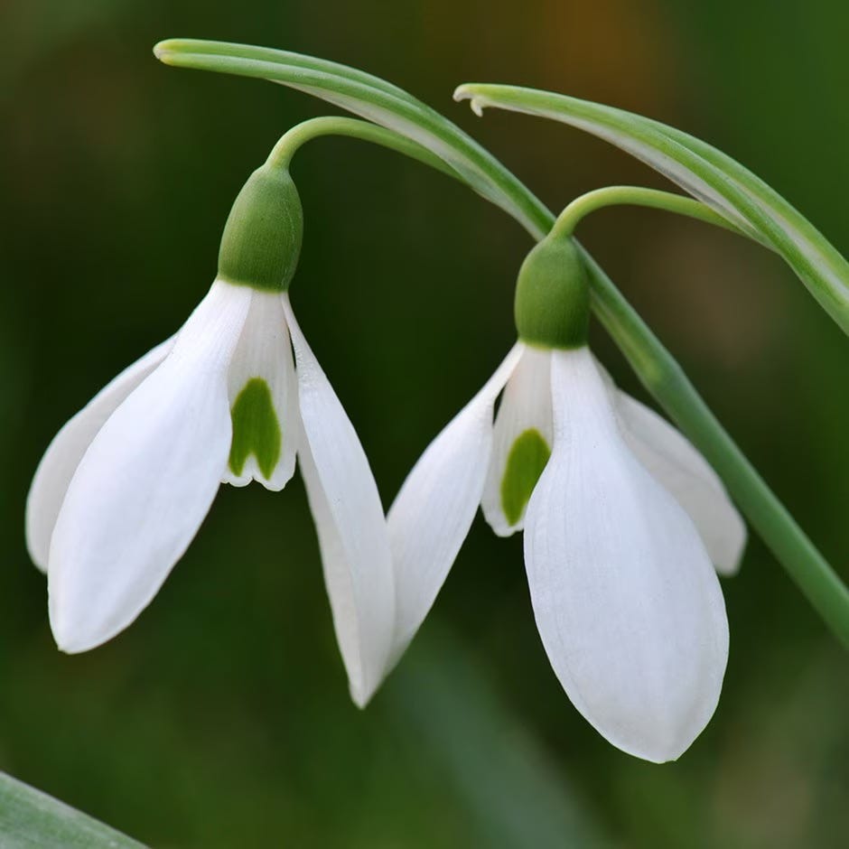 Galanthus nivalis