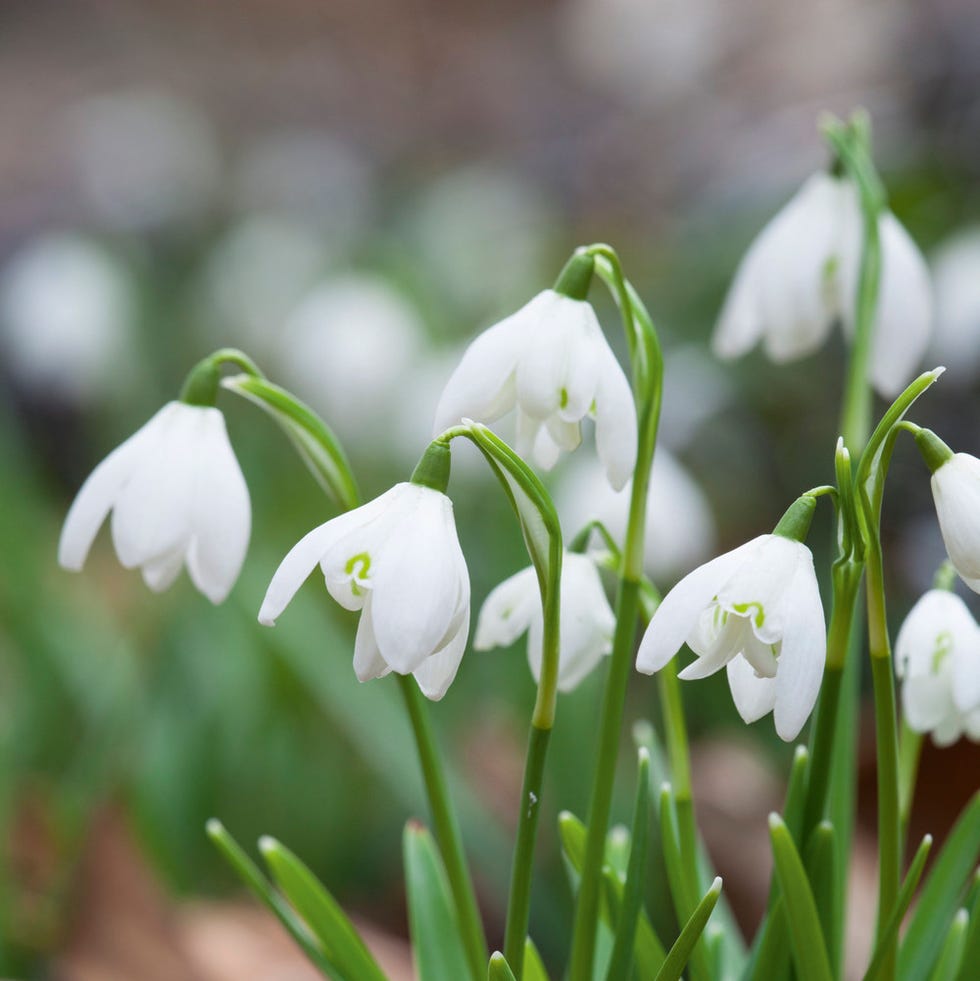 Galanthus nivalis f. pleniflorus 'Flore Pleno' (Double Snowdrop)