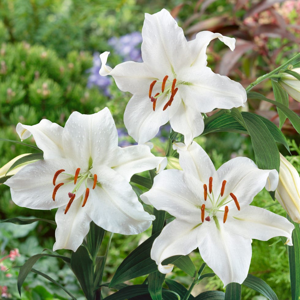 Lilium Casa Blanca