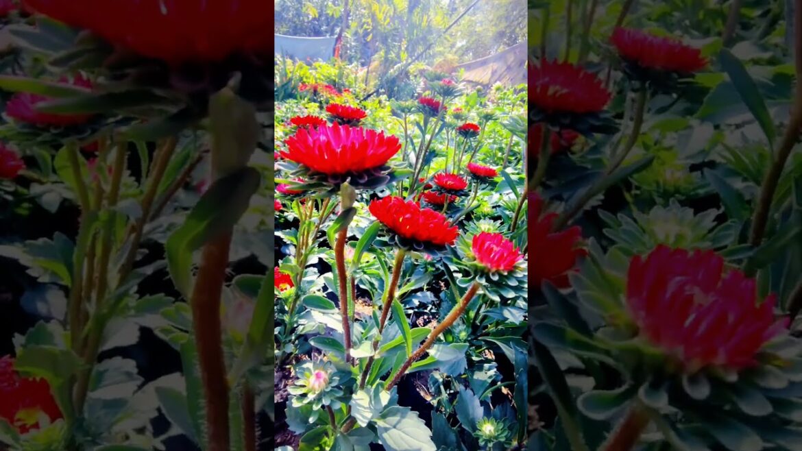 Tips for Beginners Starting a Garden | How To start a garden? #shorts #gardening #shortsvideo