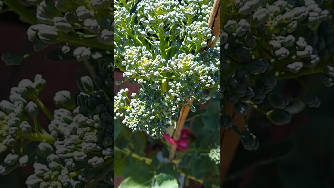 Endless supply of garden fertilizer made in minutes #shorts #shortsfeed  #homesteading #gardening