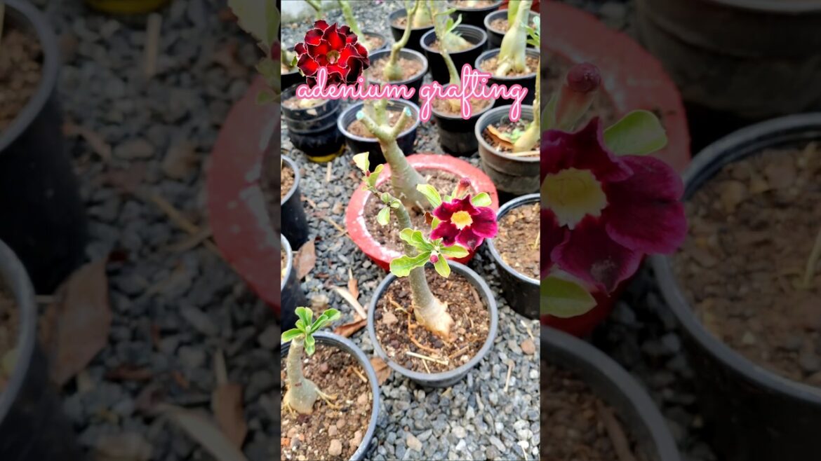 adenium grafting tips #adeniumcare #adeniumlover #shortsfeed #gardening #tips