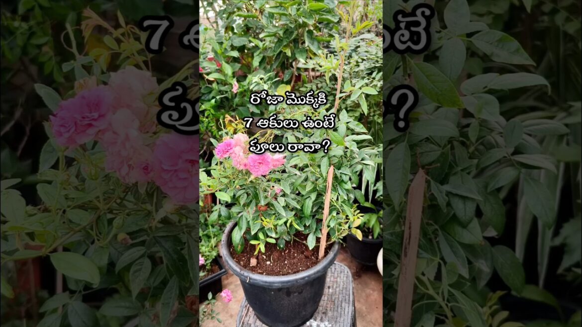 Rose plant care tips #youtubeshorts #viralshorts #viralvideo