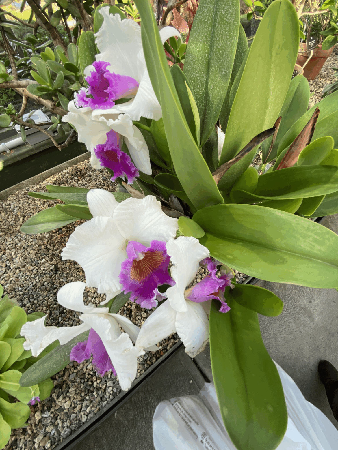 What orchid is this?