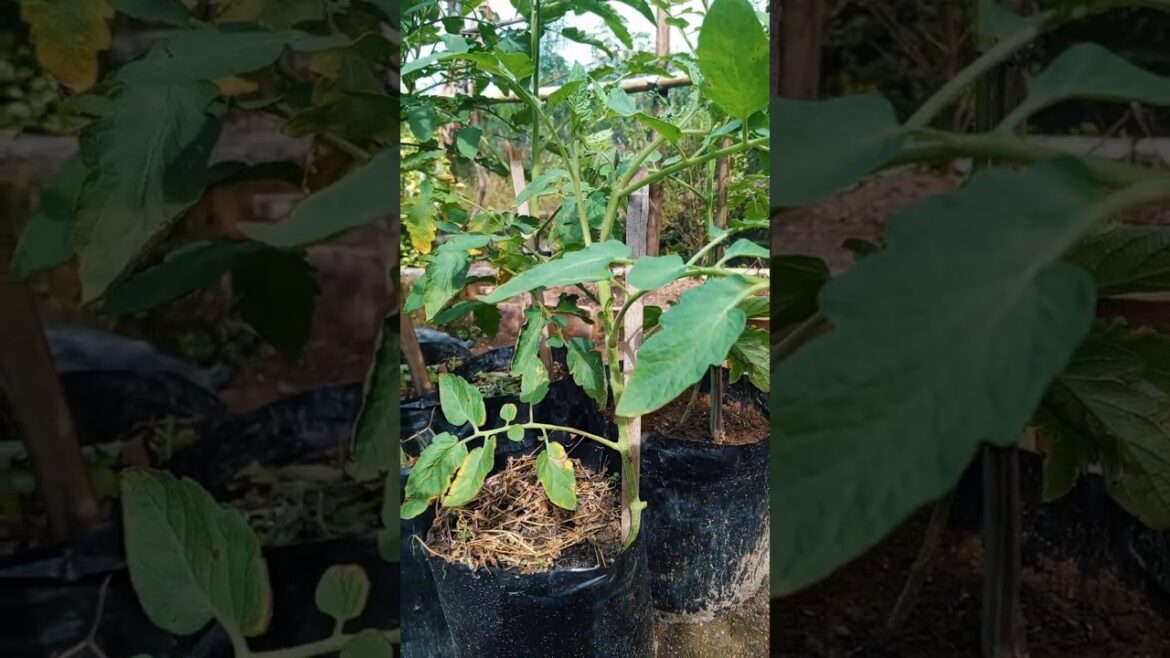 easy! planting tomatoes quickly produces fruit #gardening #growing #tomato