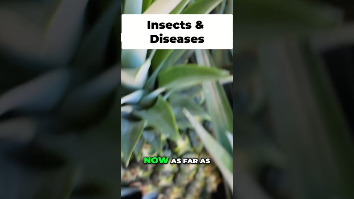 California Gardening: How to Stop Pineapple Rot & Fungus Organically πβ¨ How to Stop Pineapple Rot & Fungus Organically πβ¨