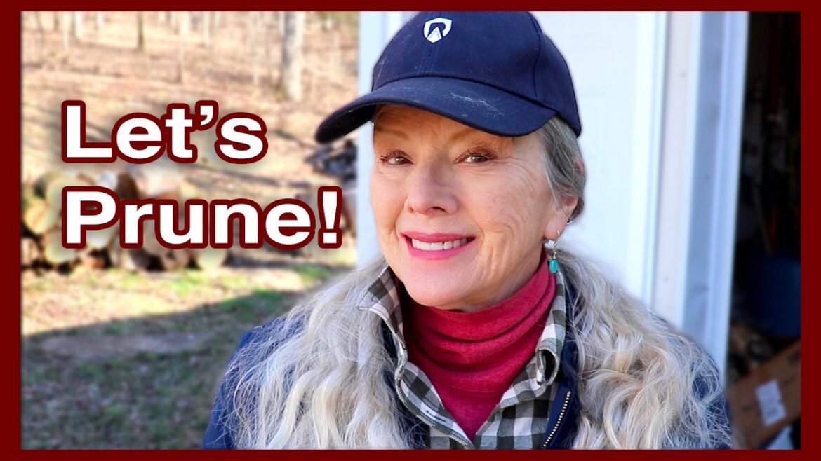 #pruning Fruit Trees Part 1 (finally doing it the right way!)