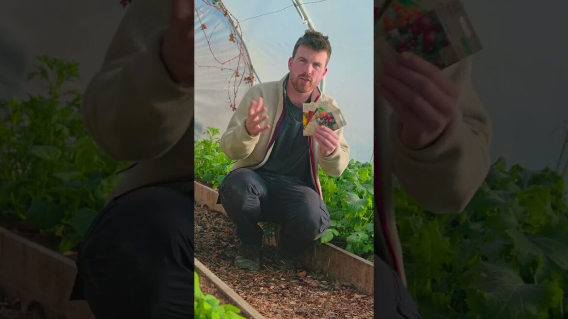 Don't Sow Your Tomatoes Yet!🍅