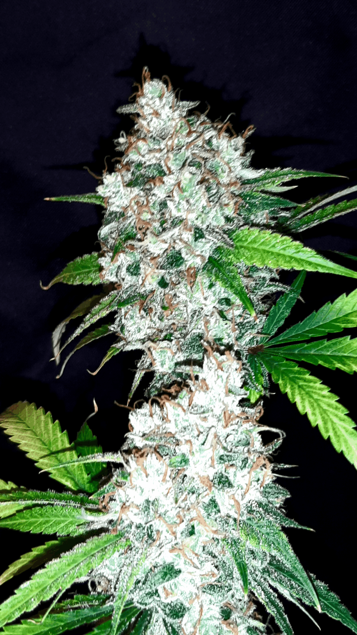 A little something something..