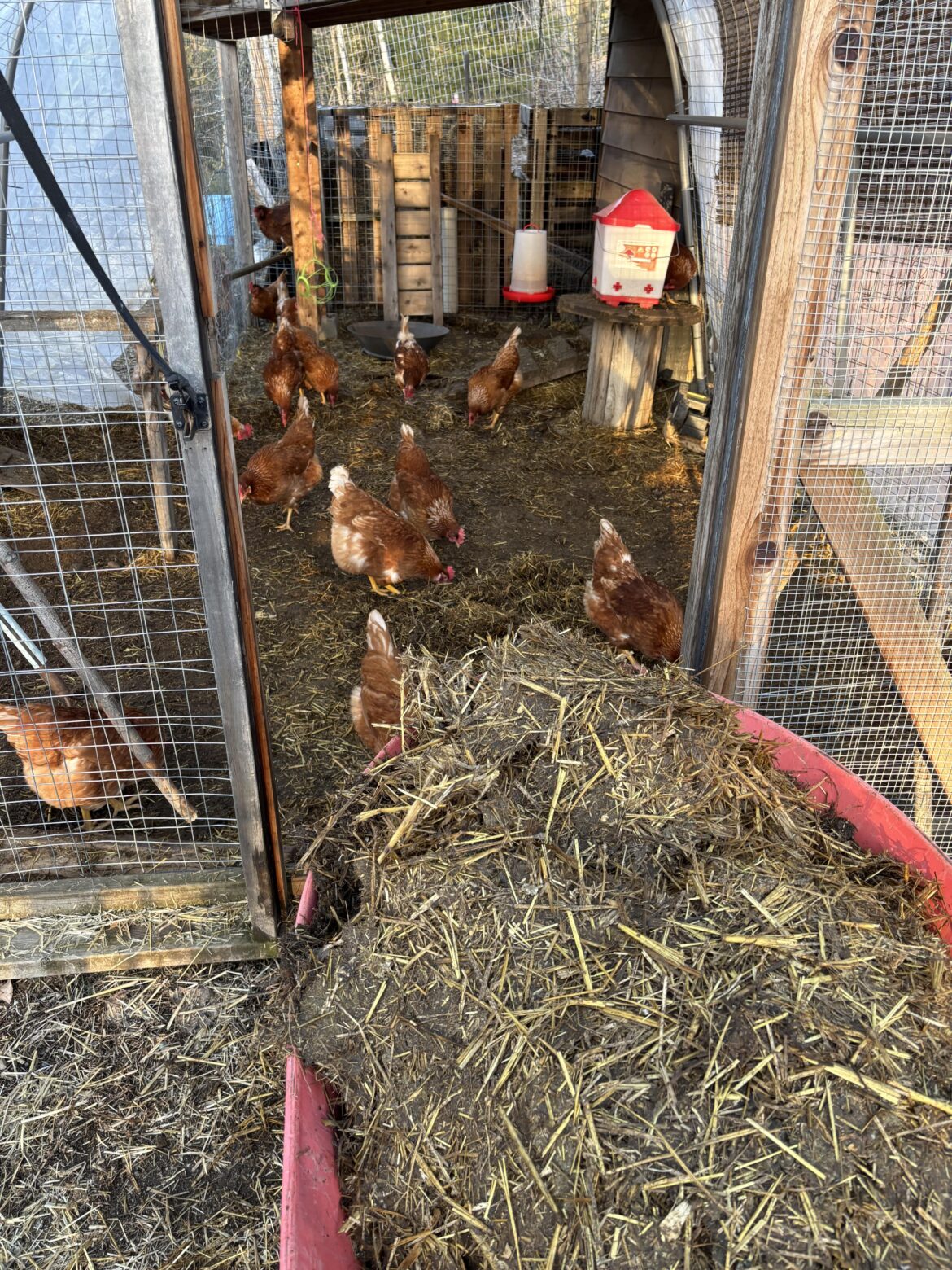 So Much Old Chicken Sh!t and Straw!