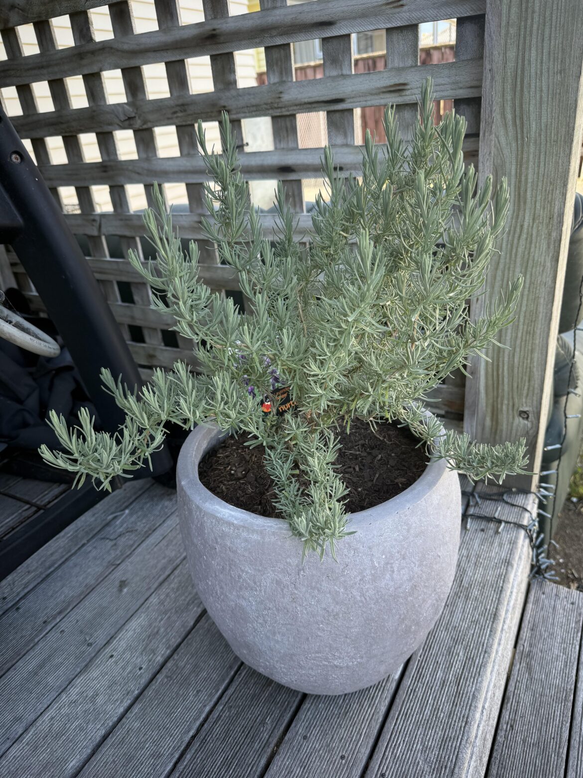 Is my lavender ok?
