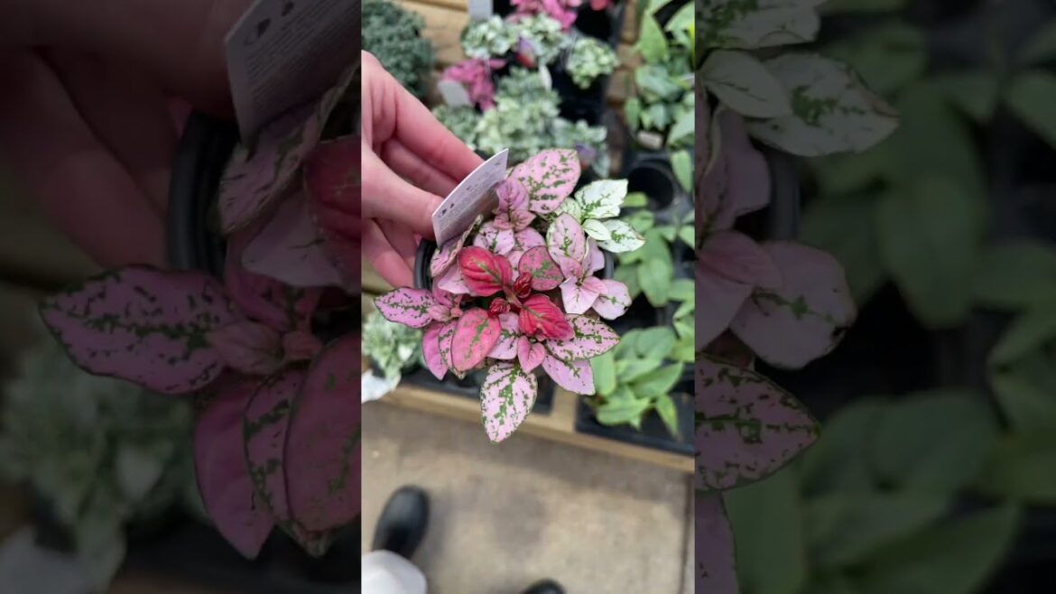 You don’t need to spend a lot of money for exciting plants 🪴#plantshopping #plants #houseplants